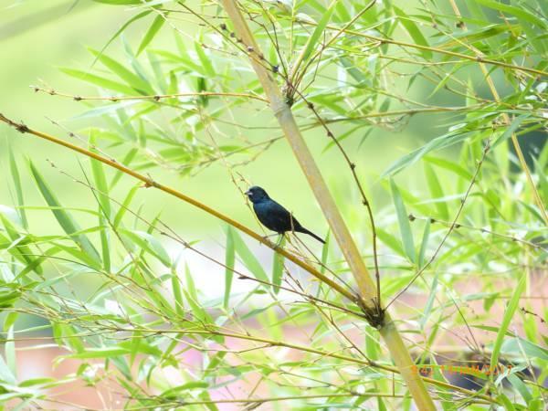 Pousada Pedacinho Do Ceu Conservatoria Ngoại thất bức ảnh